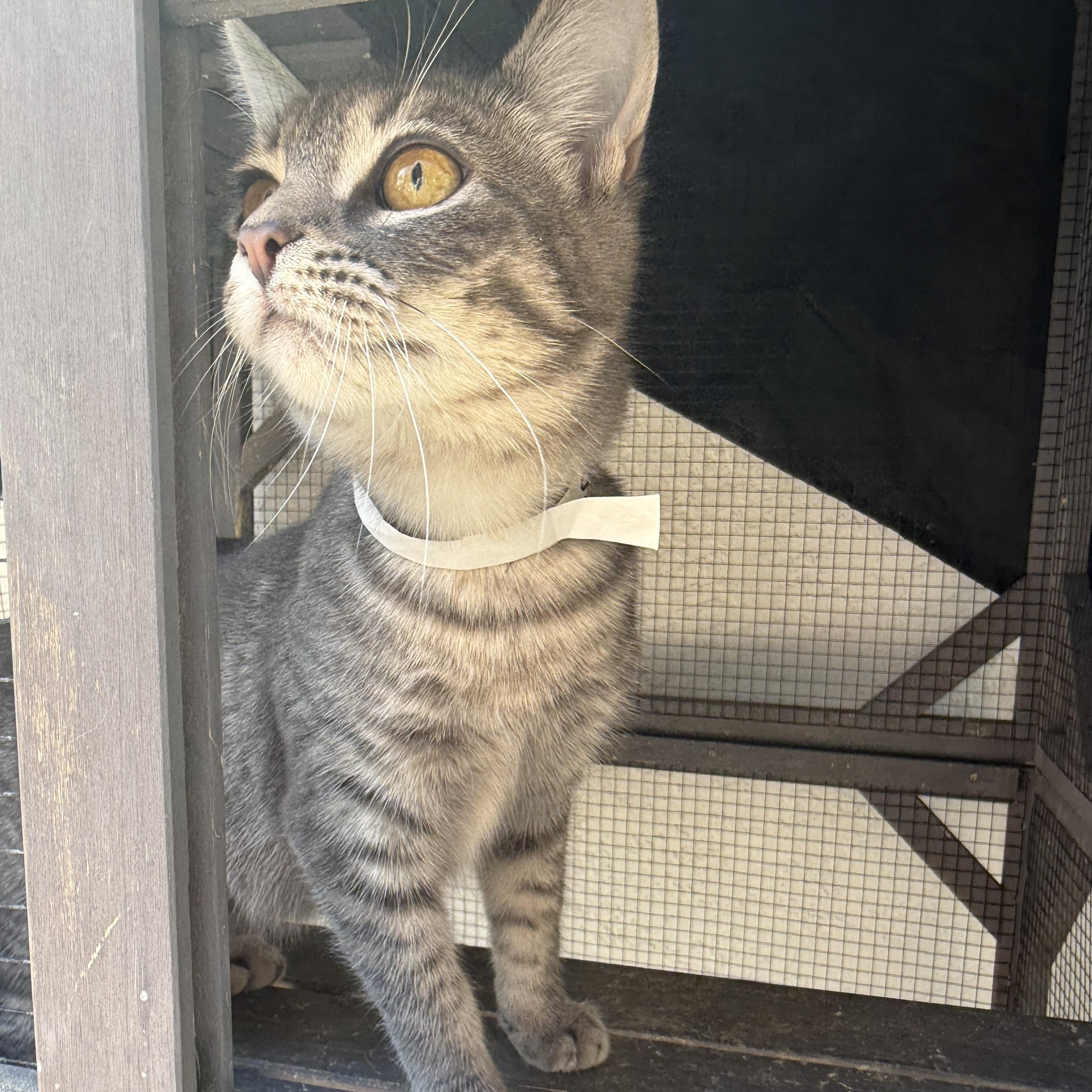 Enlarge Stella, an adopted Domestic Short Hair in Oceanside, CA image 5/5