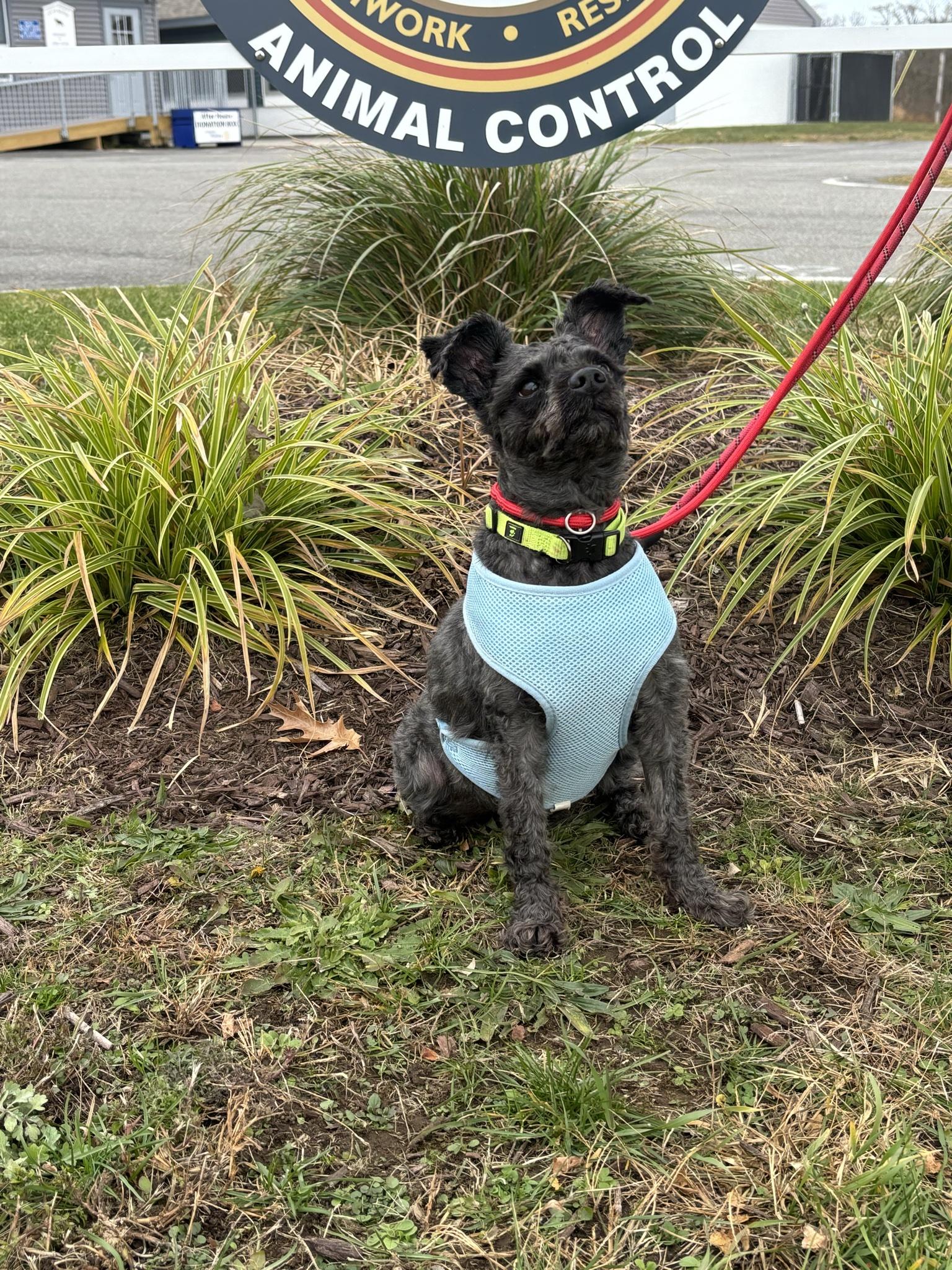 Pepper, a Adoptable mixed breed in Milford, CT image 1/4