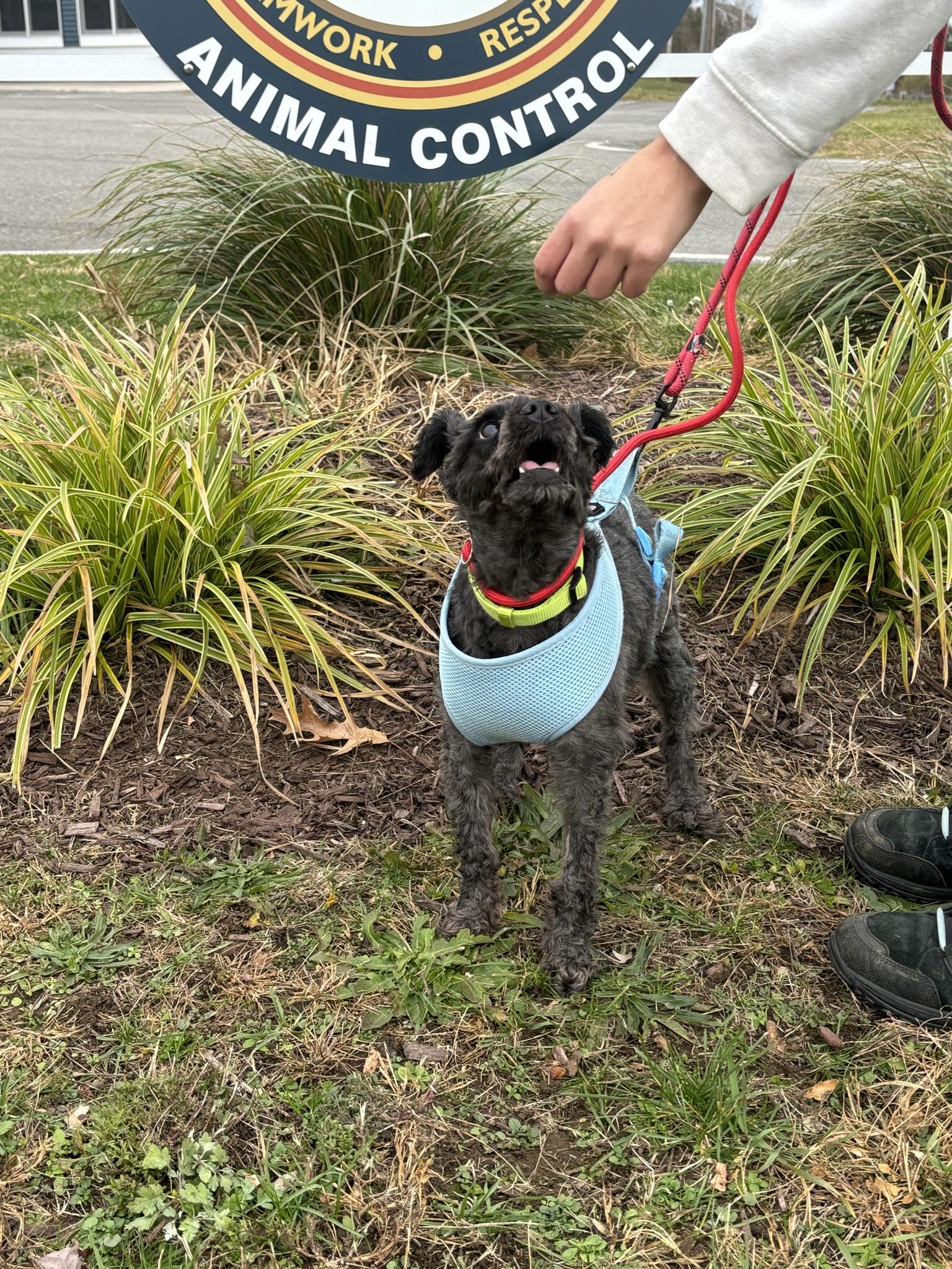 Pepper, a Adoptable mixed breed in Milford, CT image 4/4