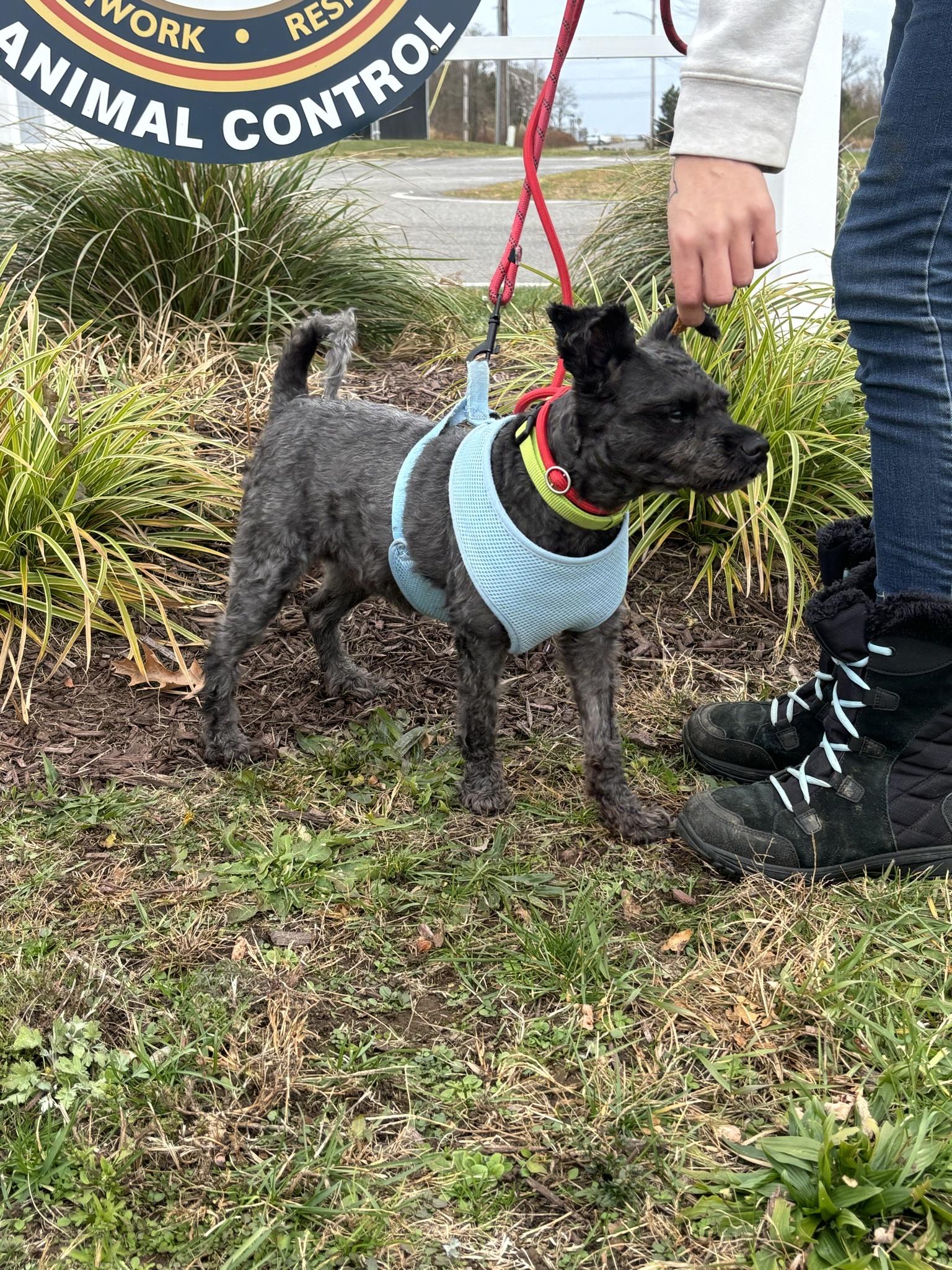 Pepper, a Adoptable mixed breed in Milford, CT image 3/4