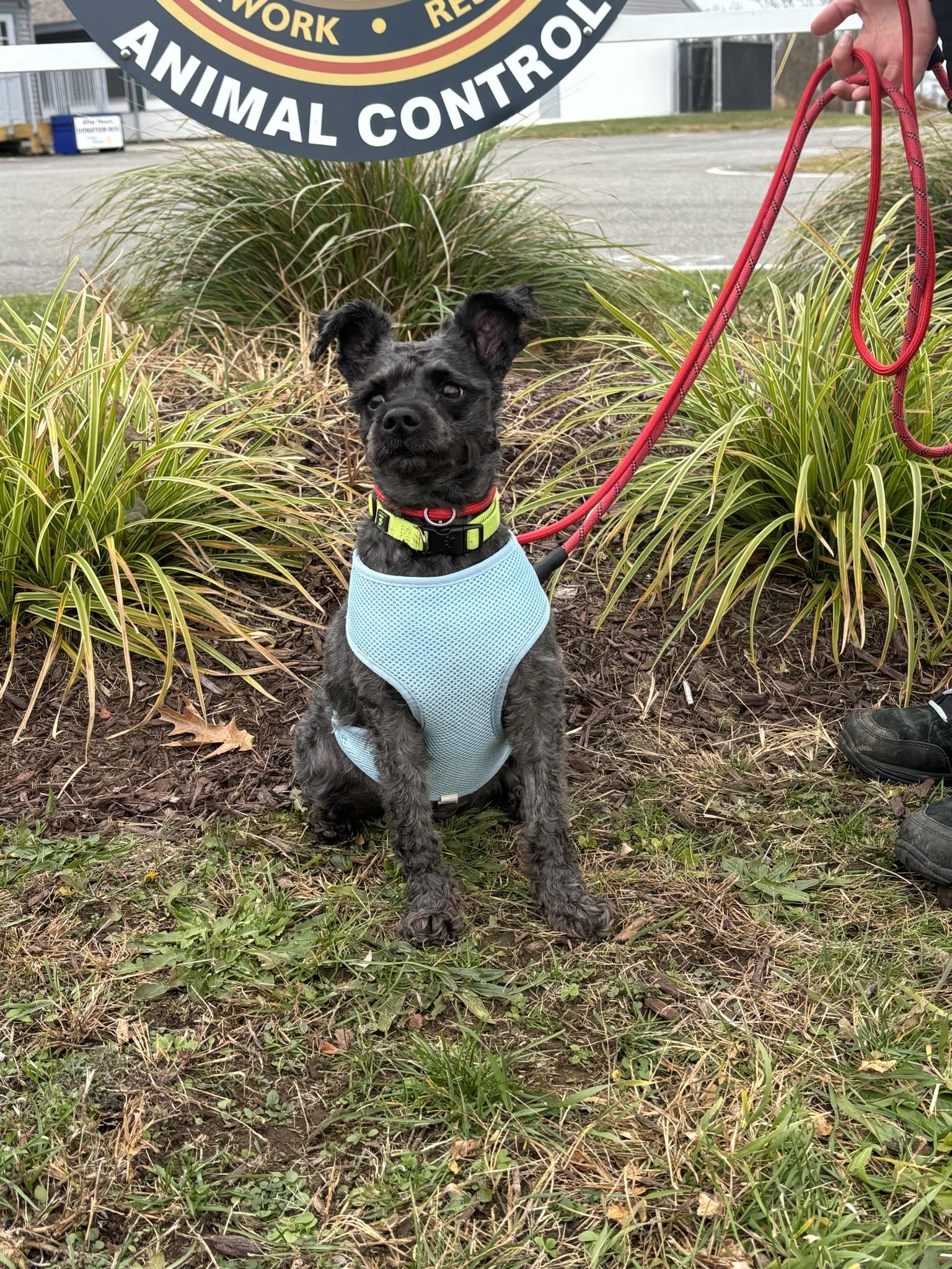 Pepper, a Adoptable mixed breed in Milford, CT image 2/4