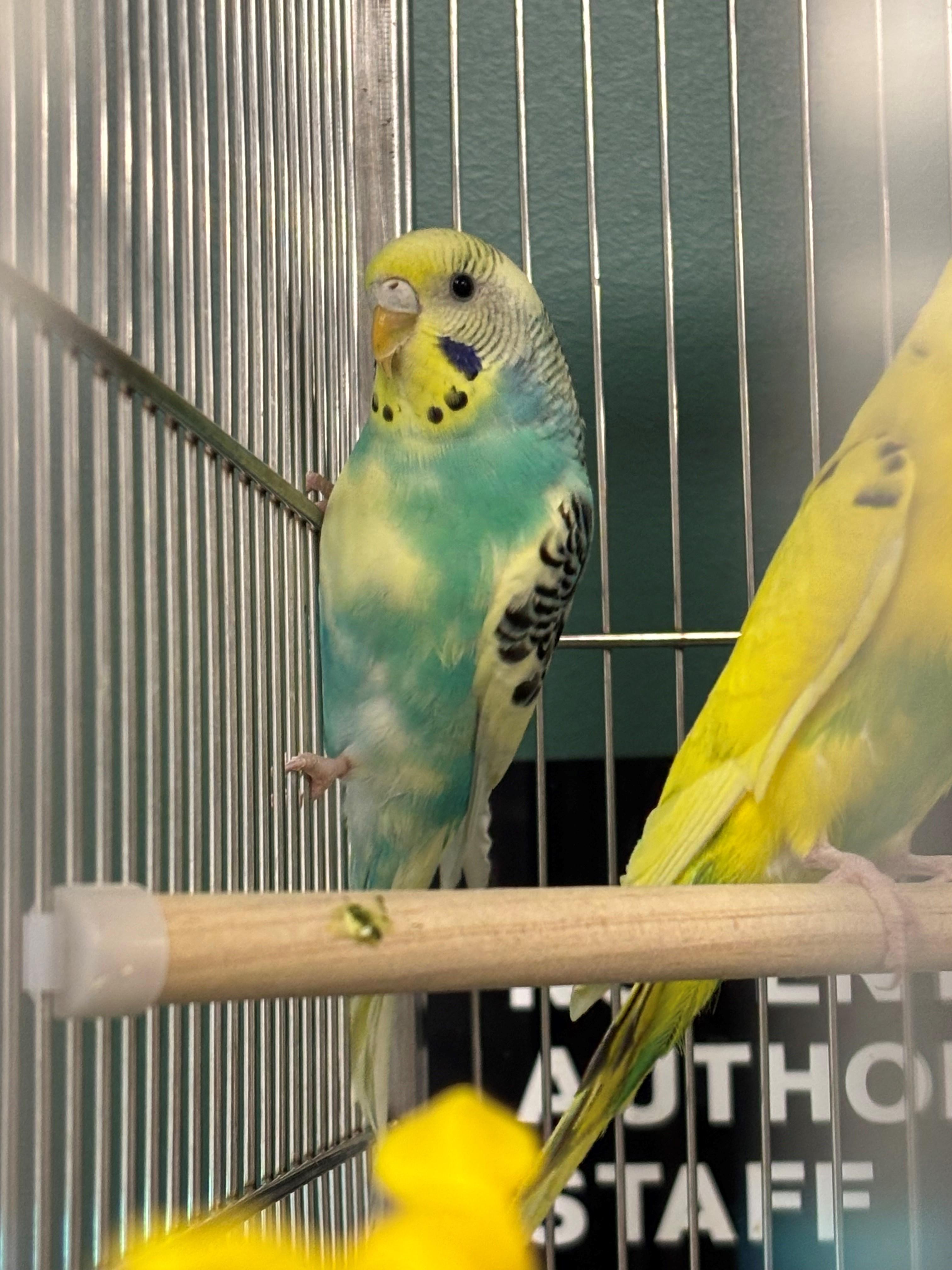 Papaya, Adoptable, Young Unknown Parakeet (Other).