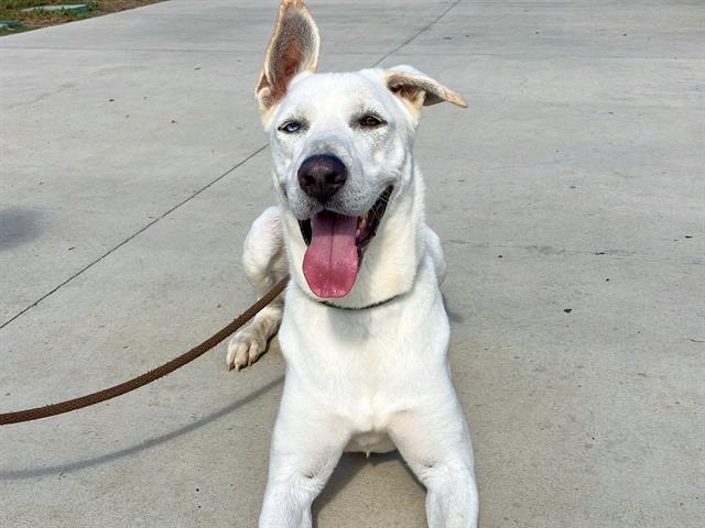 Enlarge SHAMROCK, a Adoptable mixed breed in Tustin, CA image 1/1