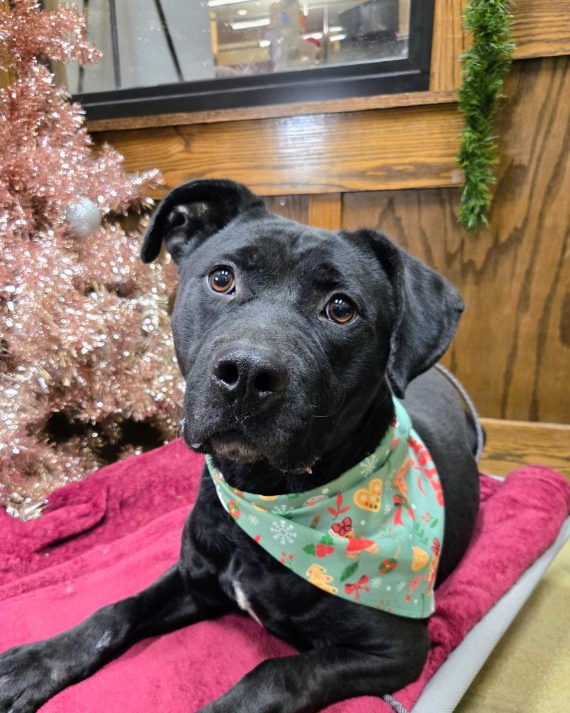 Spunk, Adoptable, Adult Male Labrador Retriever.