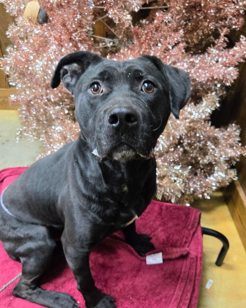 Enlarge Spunk, a Adoptable Labrador Retriever in Douglasville, GA image 2/4