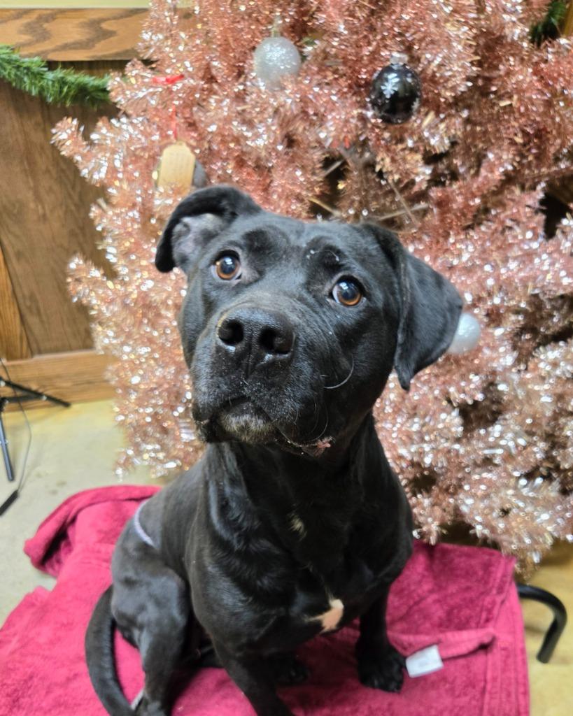 Enlarge Spunk, a Adoptable Labrador Retriever in Douglasville, GA image 4/4