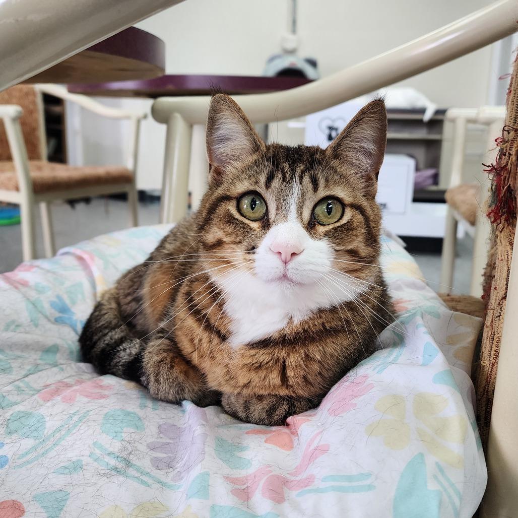 Enlarge Clara, a Adoptable Domestic Short Hair in Monroe, MI image 1/1