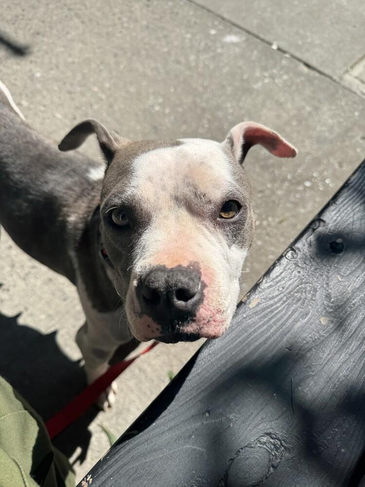 Tink, a Adoptable mixed breed in Manhattan, NY image 1/4