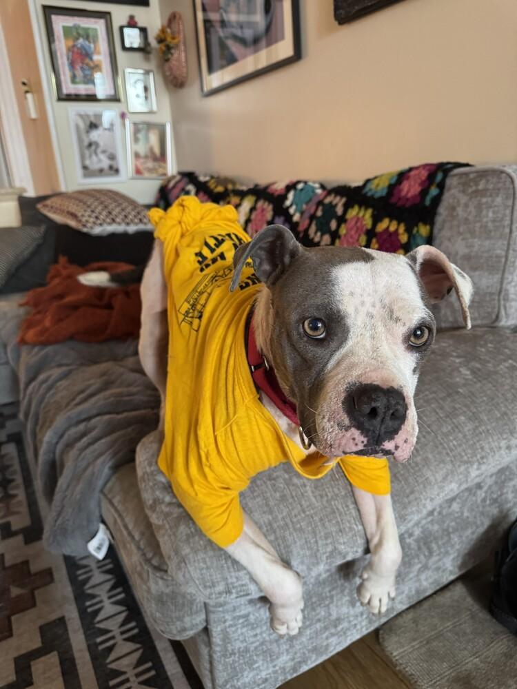 Tink, a Adoptable mixed breed in Manhattan, NY image 3/4