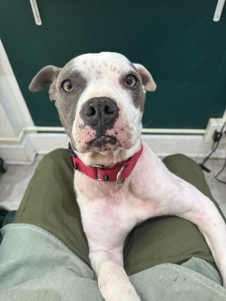 Tink, a Adoptable mixed breed in Manhattan, NY image 4/4