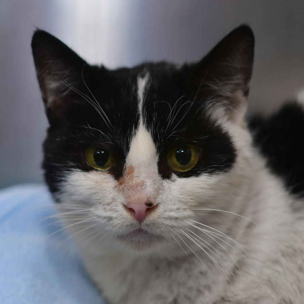 Izzy, Adoptable, Adult Female Domestic Short Hair.