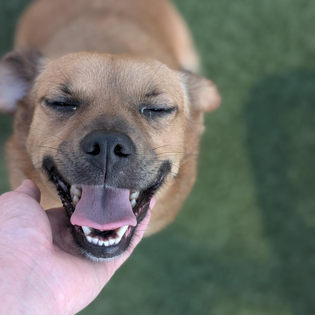 Enlarge Delilah, a Adoptable mixed breed in Bryan, TX image 1/4