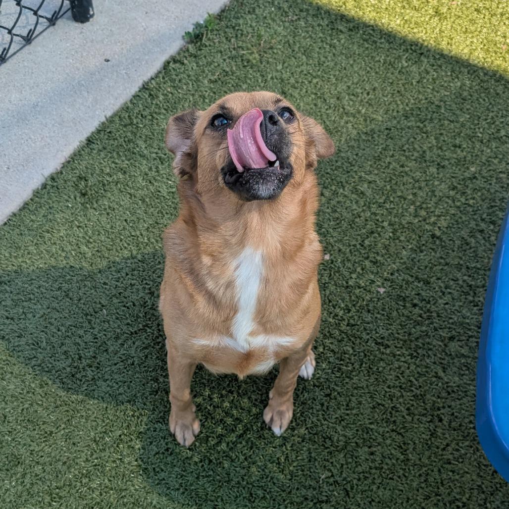 Enlarge Delilah, a Adoptable mixed breed in Bryan, TX image 2/4