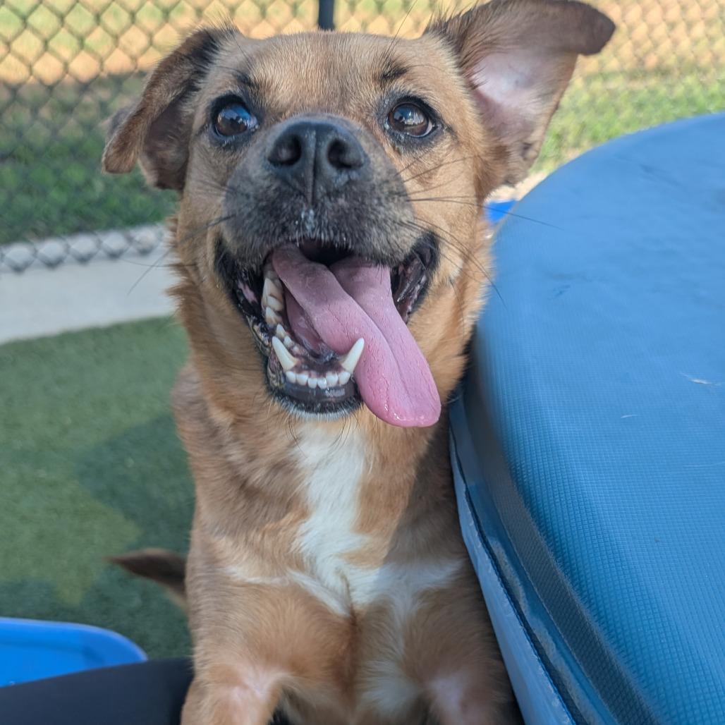Enlarge Delilah, a Adoptable mixed breed in Bryan, TX image 3/4