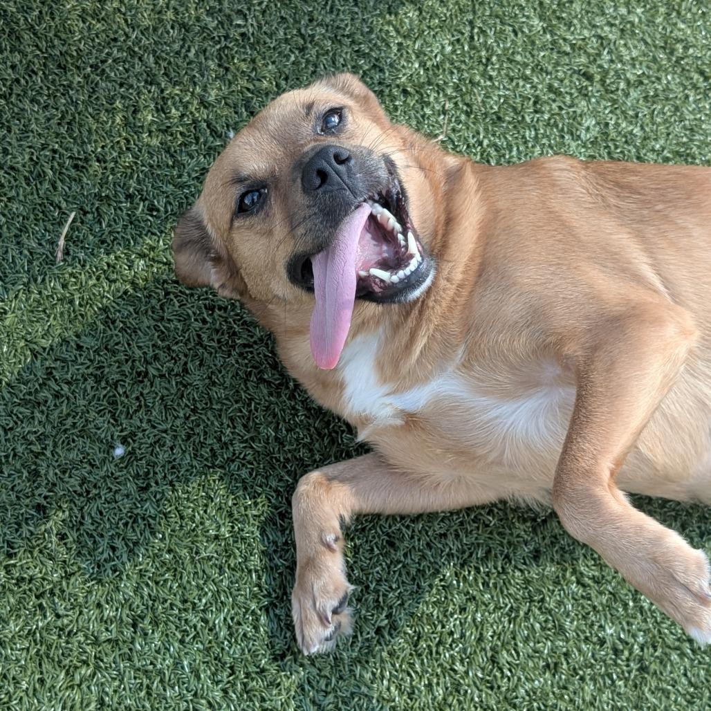 Enlarge Delilah, a Adoptable mixed breed in Bryan, TX image 4/4
