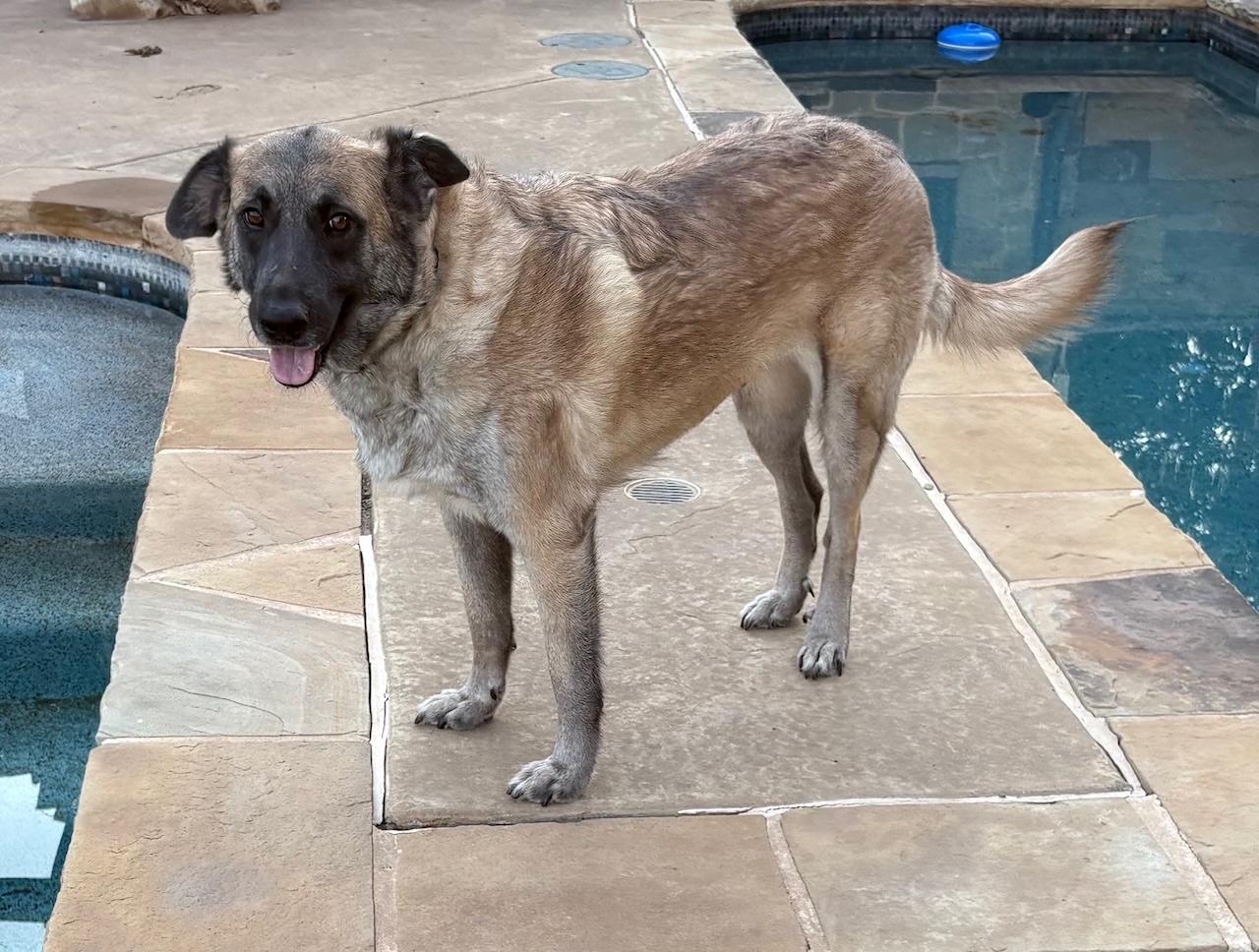 APPLE BLOSSOM. COURTESY PORT, a ADOPTABLE mixed breed in Rocky Point, NY image 1/2