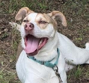 Lena, ADOPTABLE, Young Female Australian Shepherd & Terrier.