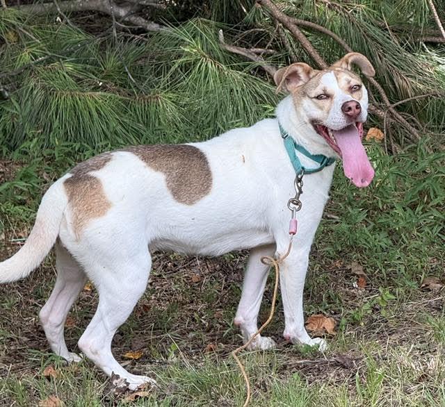 Lena, a ADOPTABLE mixed breed in Cumming, GA image 5/6
