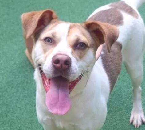 Enlarge Lena, a ADOPTABLE mixed breed in Cumming, GA image 1/6