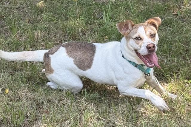 Lena, a ADOPTABLE mixed breed in Cumming, GA image 6/6