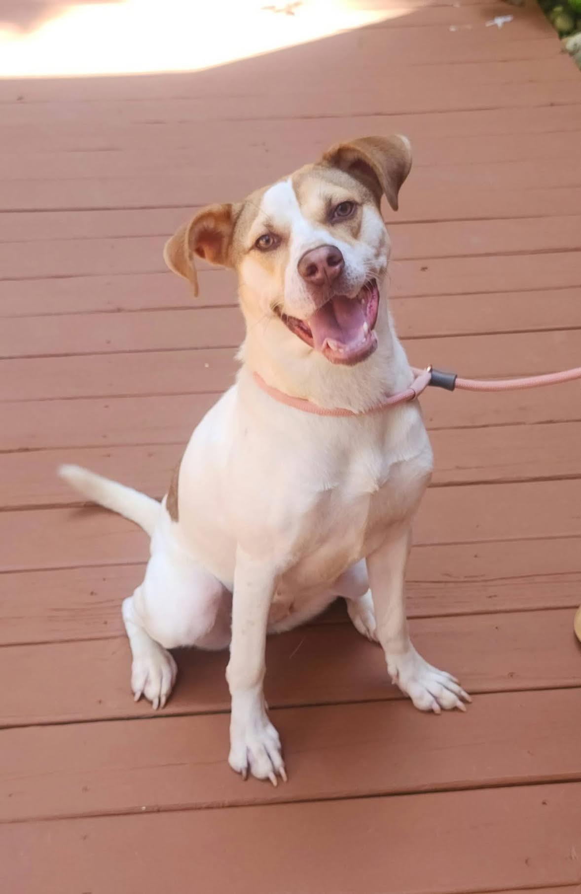 Enlarge Lena, a ADOPTABLE mixed breed in Cumming, GA image 5/6
