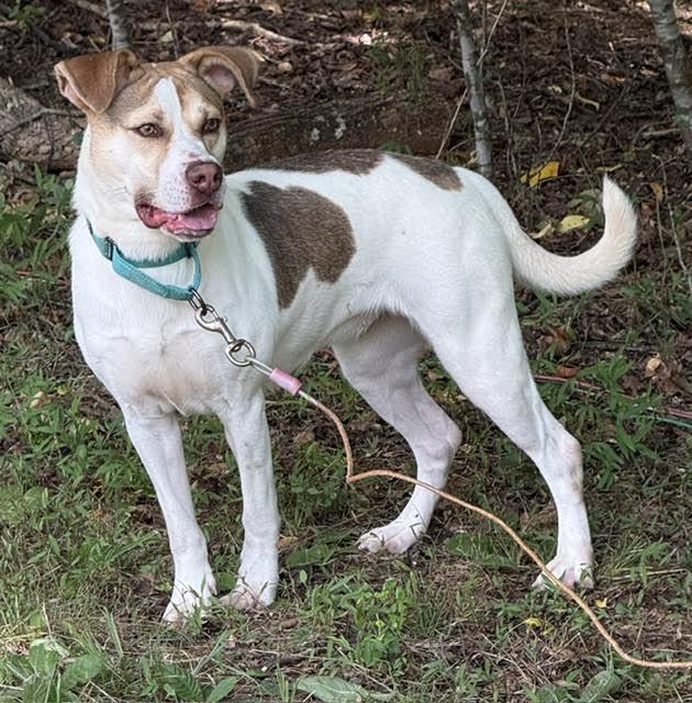 Lena, a ADOPTABLE mixed breed in Cumming, GA image 3/6