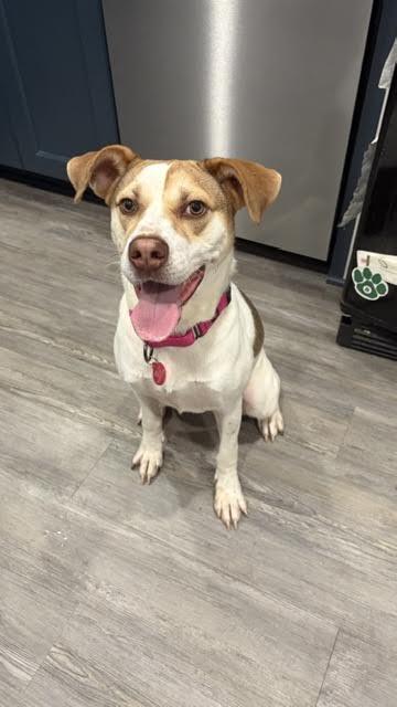 Enlarge Lena, a ADOPTABLE mixed breed in Cumming, GA image 4/6