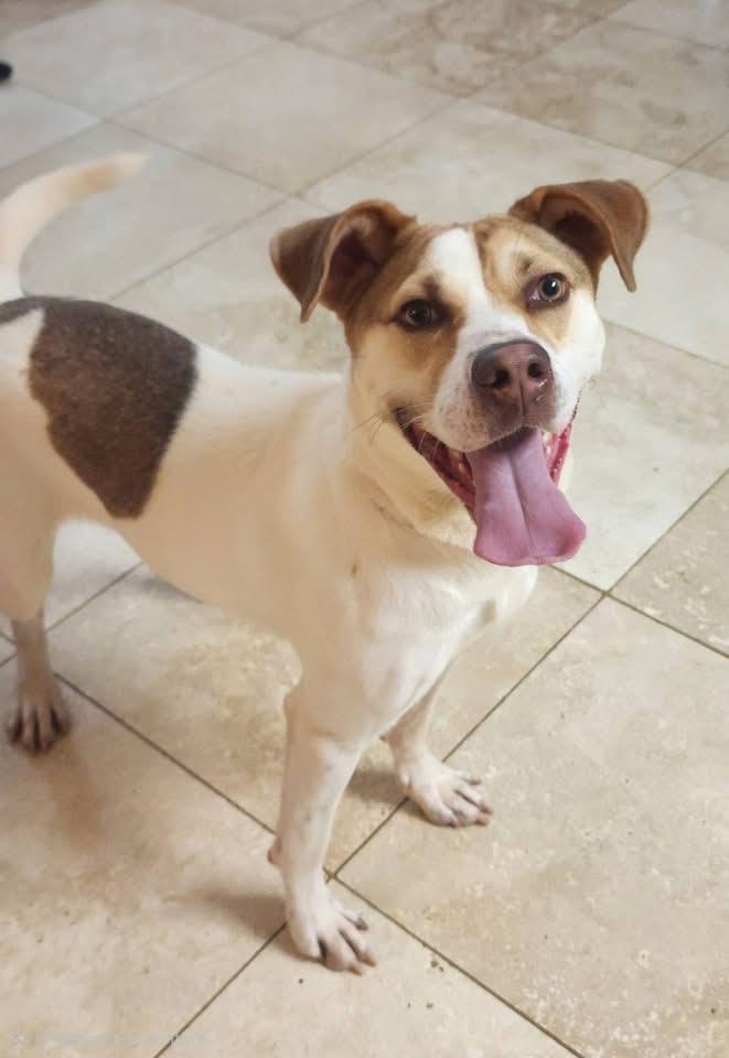 Enlarge Lena, a ADOPTABLE mixed breed in Cumming, GA image 6/6