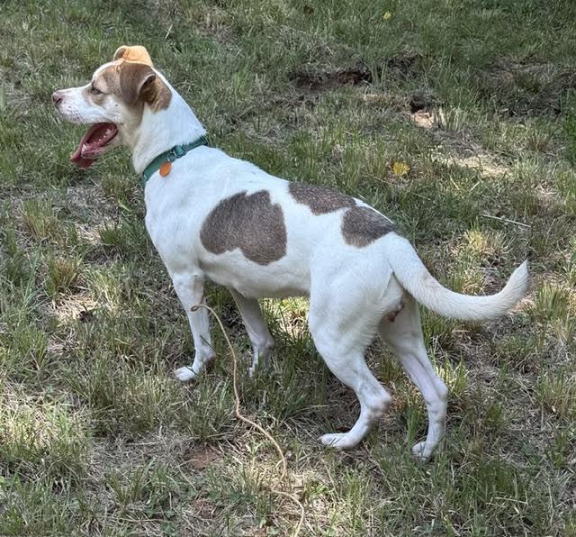 Lena, a ADOPTABLE mixed breed in Cumming, GA image 4/6