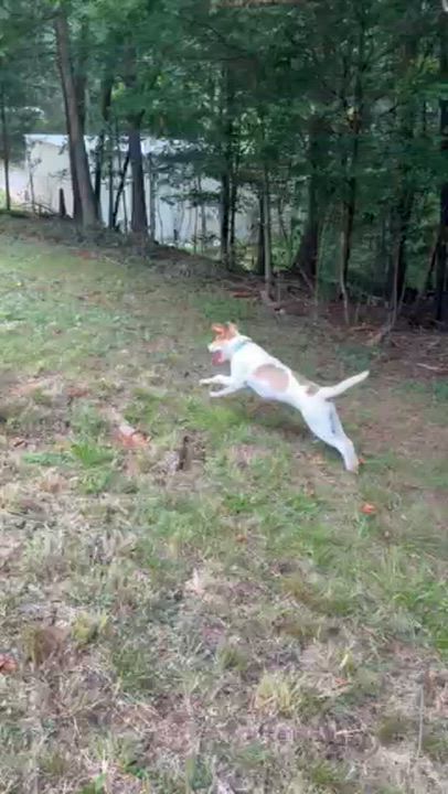 Enlarge Lena, a ADOPTABLE mixed breed in Cumming, GA video 2/6