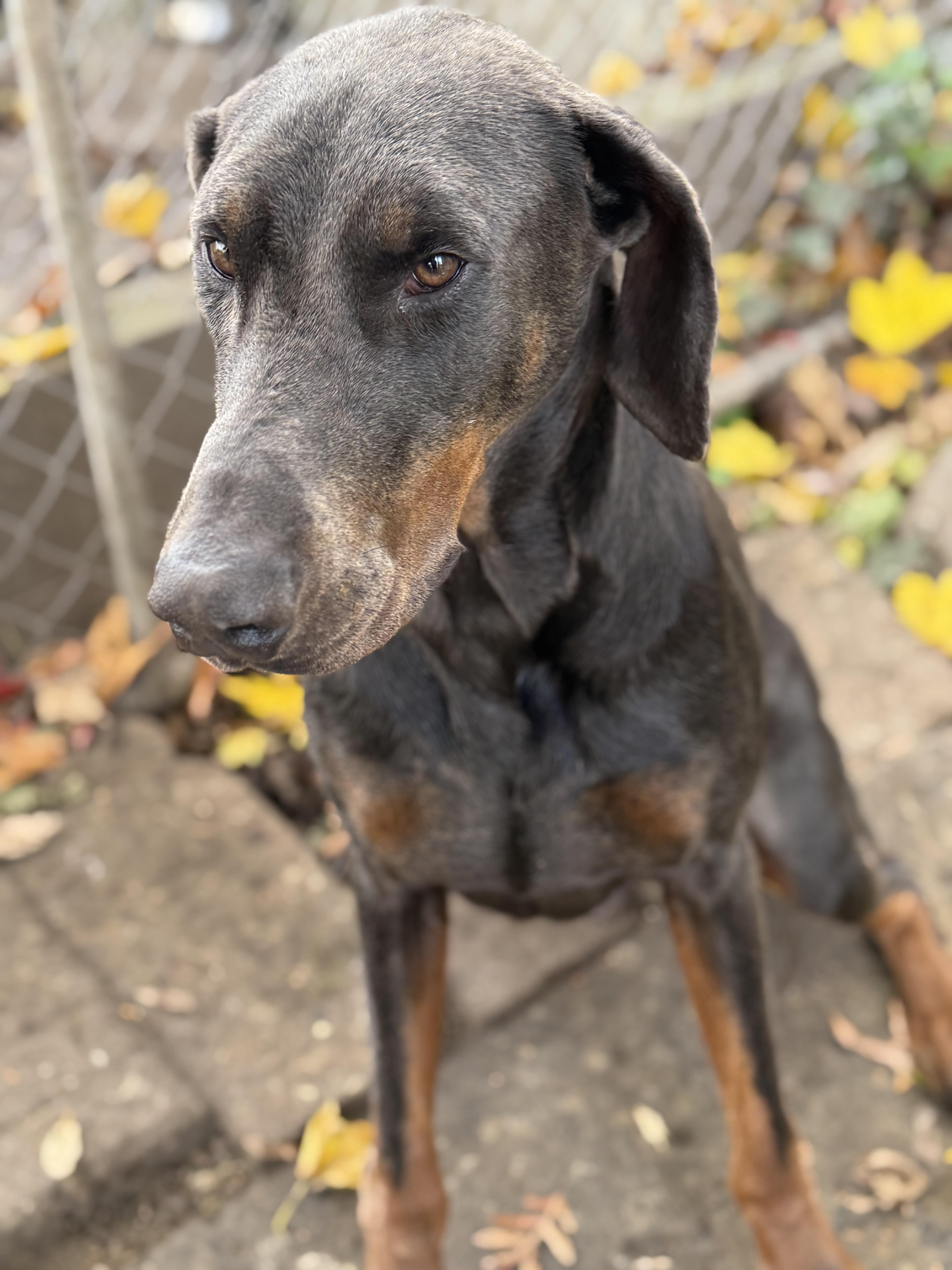 Enlarge Blue, a ADOPTABLE Doberman Pinscher in Phoenixville, PA image 1/1