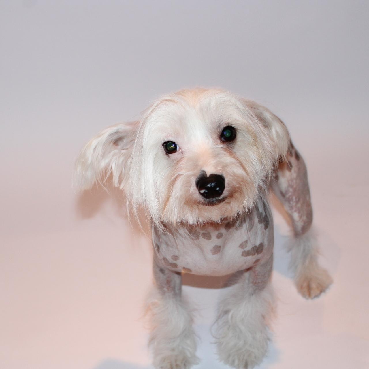 Mario & Luigi, a ADOPTABLE Chinese Crested Dog in Saratoga Springs, NY image 2/3