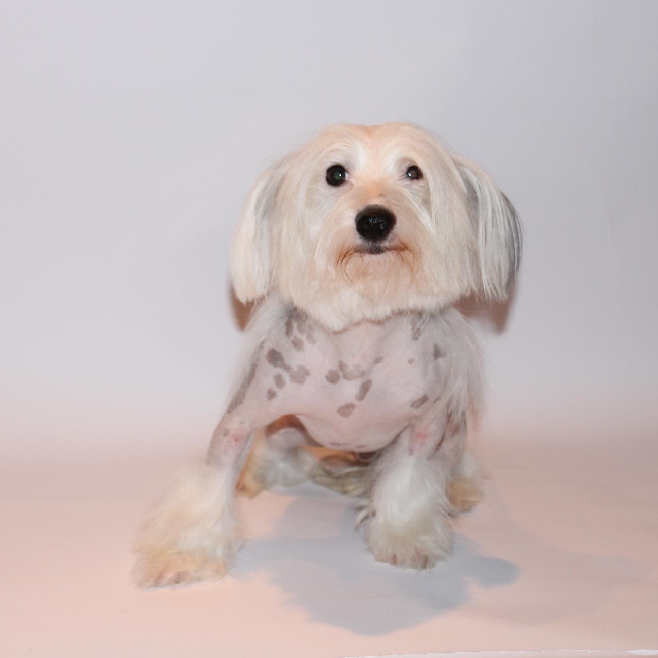 Mario & Luigi, a ADOPTABLE Chinese Crested Dog in Saratoga Springs, NY image 3/3