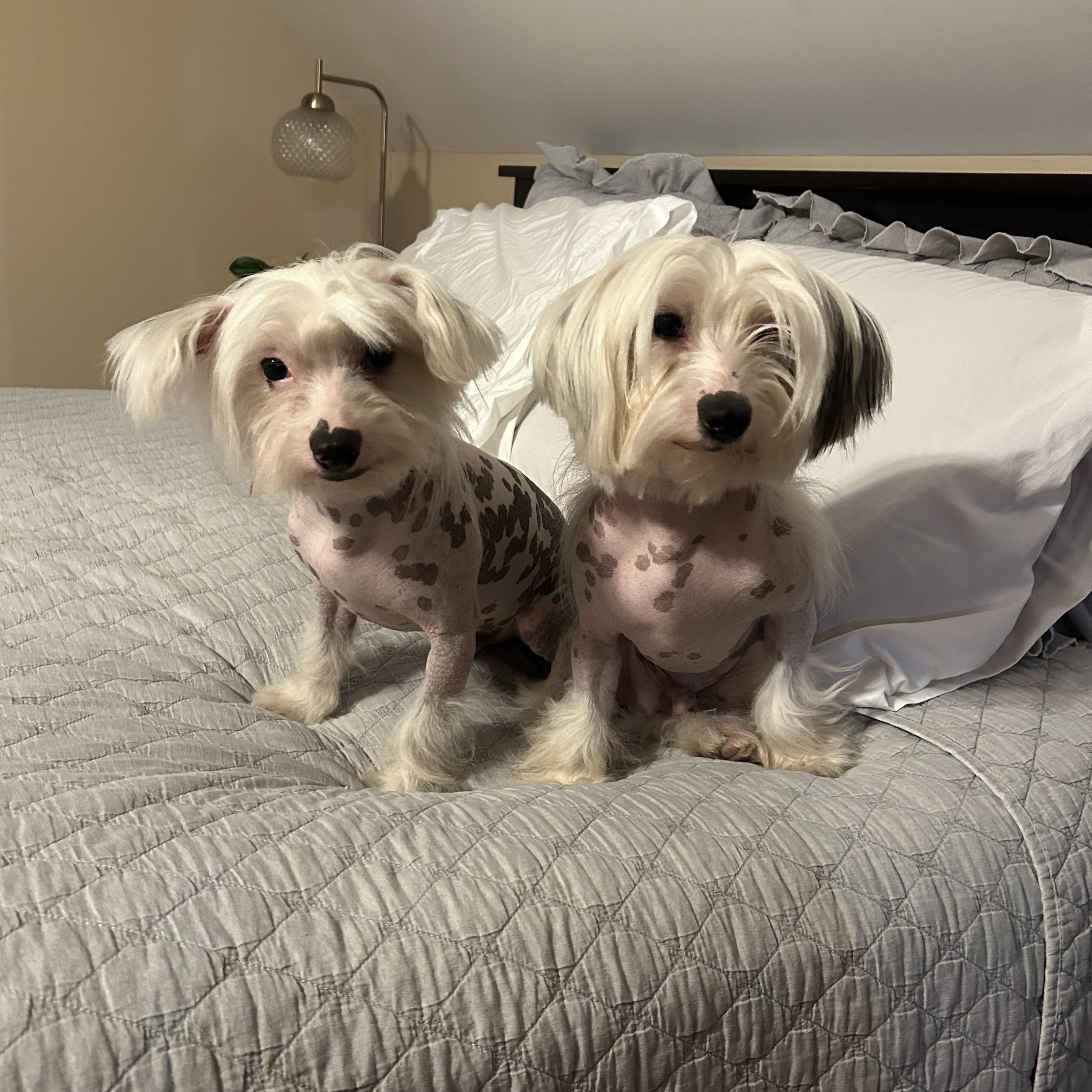 Mario & Luigi, ADOPTABLE, Adult Male Chinese Crested Dog.