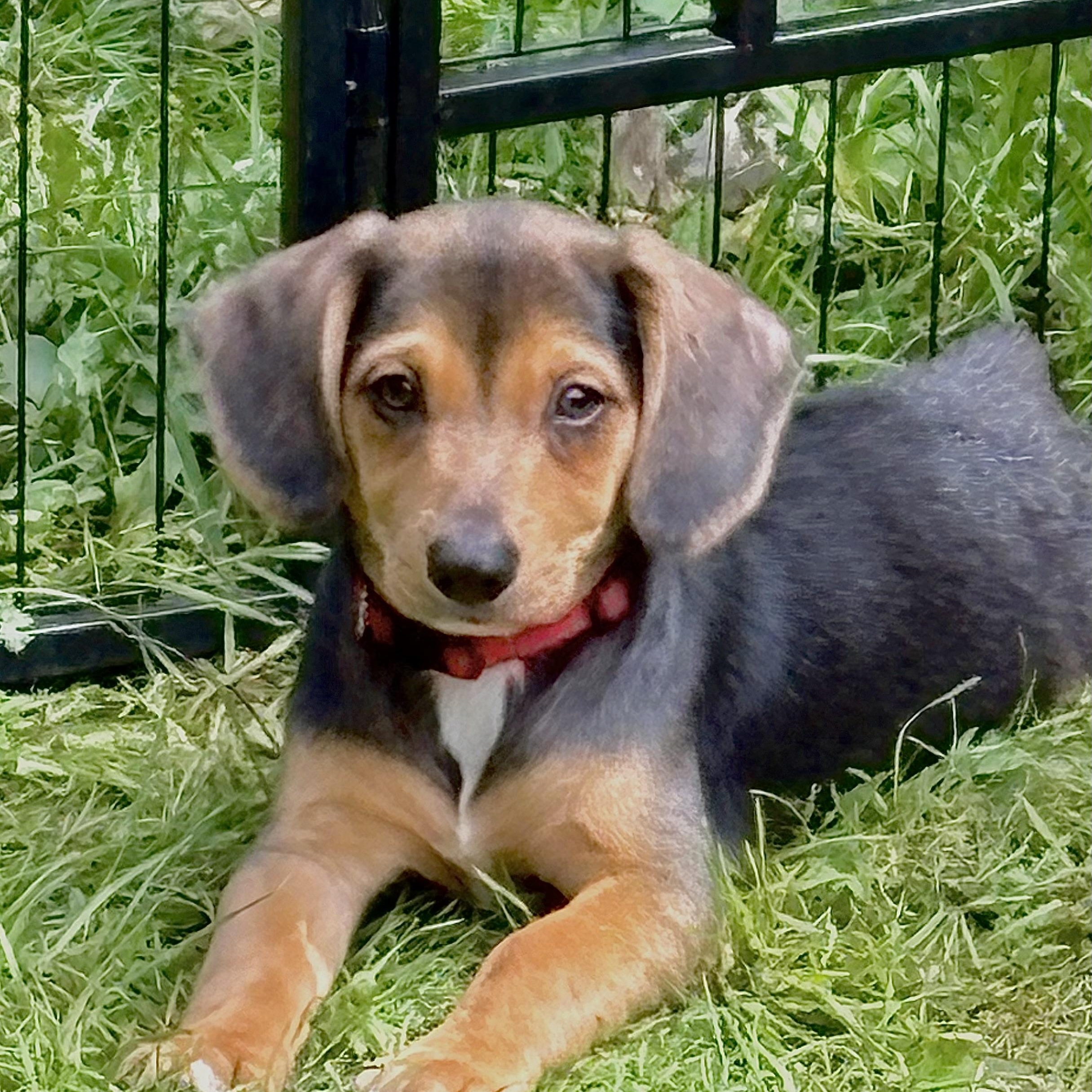 Enlarge Joshua, a Adoptable mixed breed in Toledo, OH image 5/6
