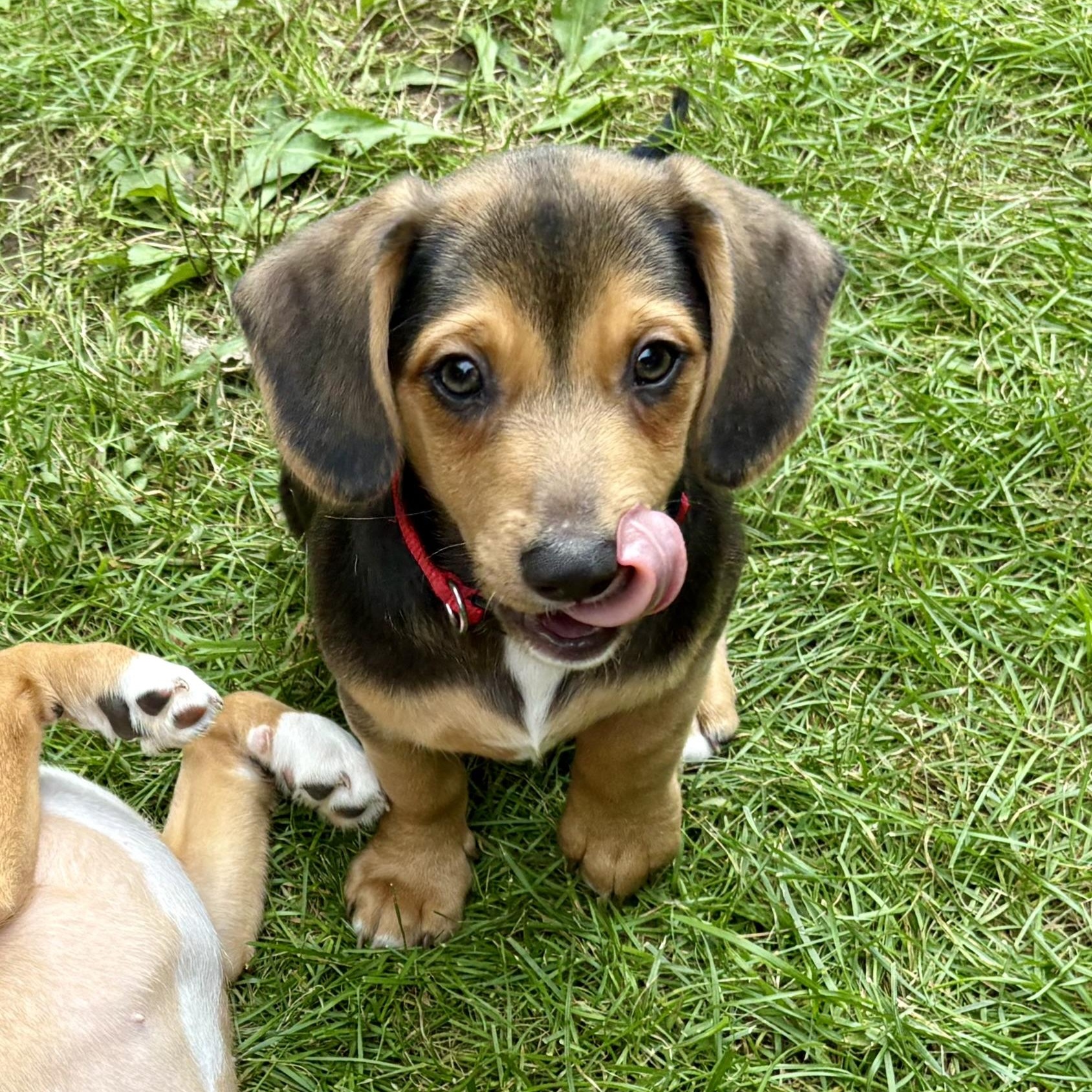 Enlarge Joshua, a Adoptable mixed breed in Toledo, OH image 4/6