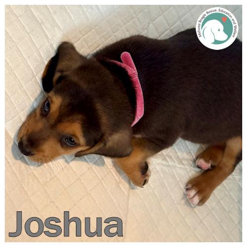 Enlarge Joshua, a Adoptable mixed breed in Toledo, OH image 1/6