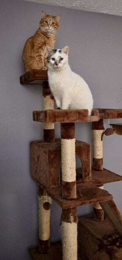 Enlarge Simon, a ADOPTABLE Domestic Short Hair in Plain City, OH image 2/6