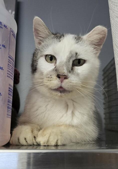 Simon, ADOPTABLE, Adult Male Domestic Short Hair.