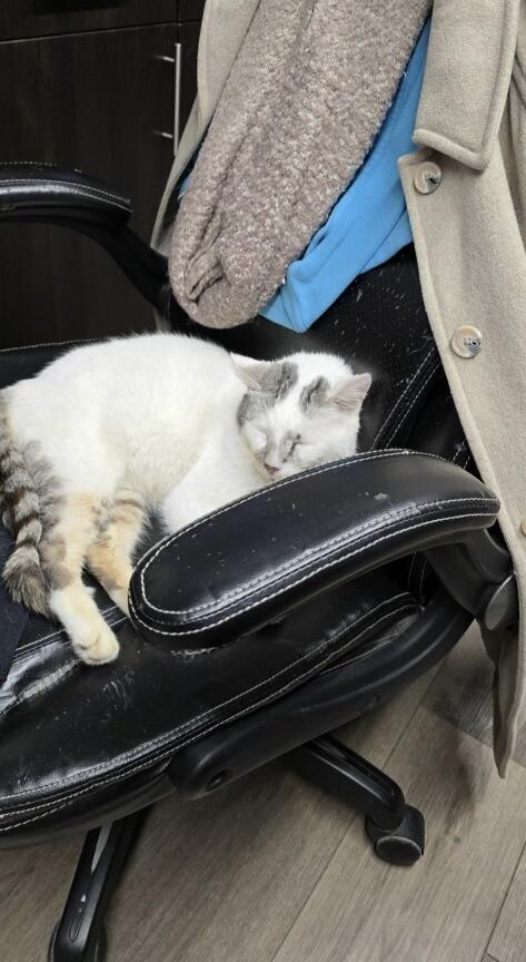 Enlarge Simon, a ADOPTABLE Domestic Short Hair in Plain City, OH image 6/6