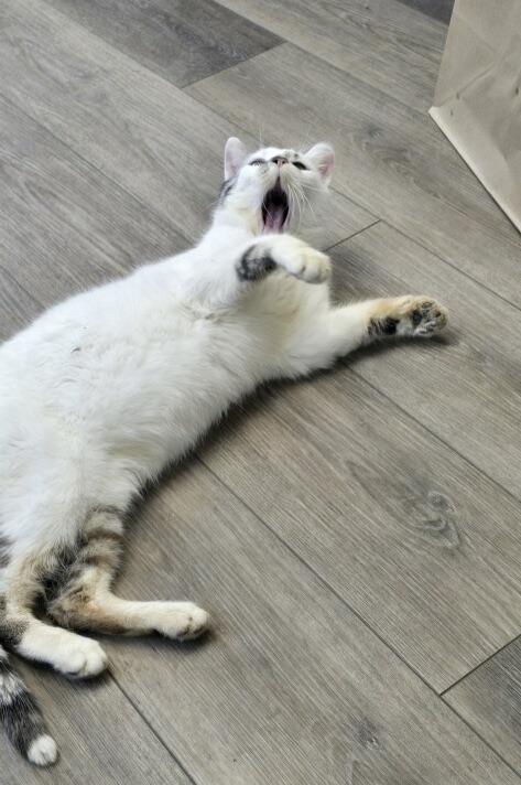 Enlarge Simon, a ADOPTABLE Domestic Short Hair in Plain City, OH image 3/6