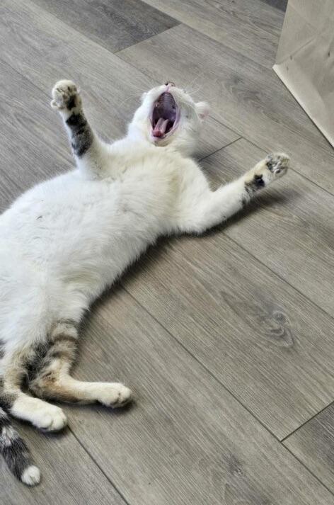 Enlarge Simon, a ADOPTABLE Domestic Short Hair in Plain City, OH image 4/6