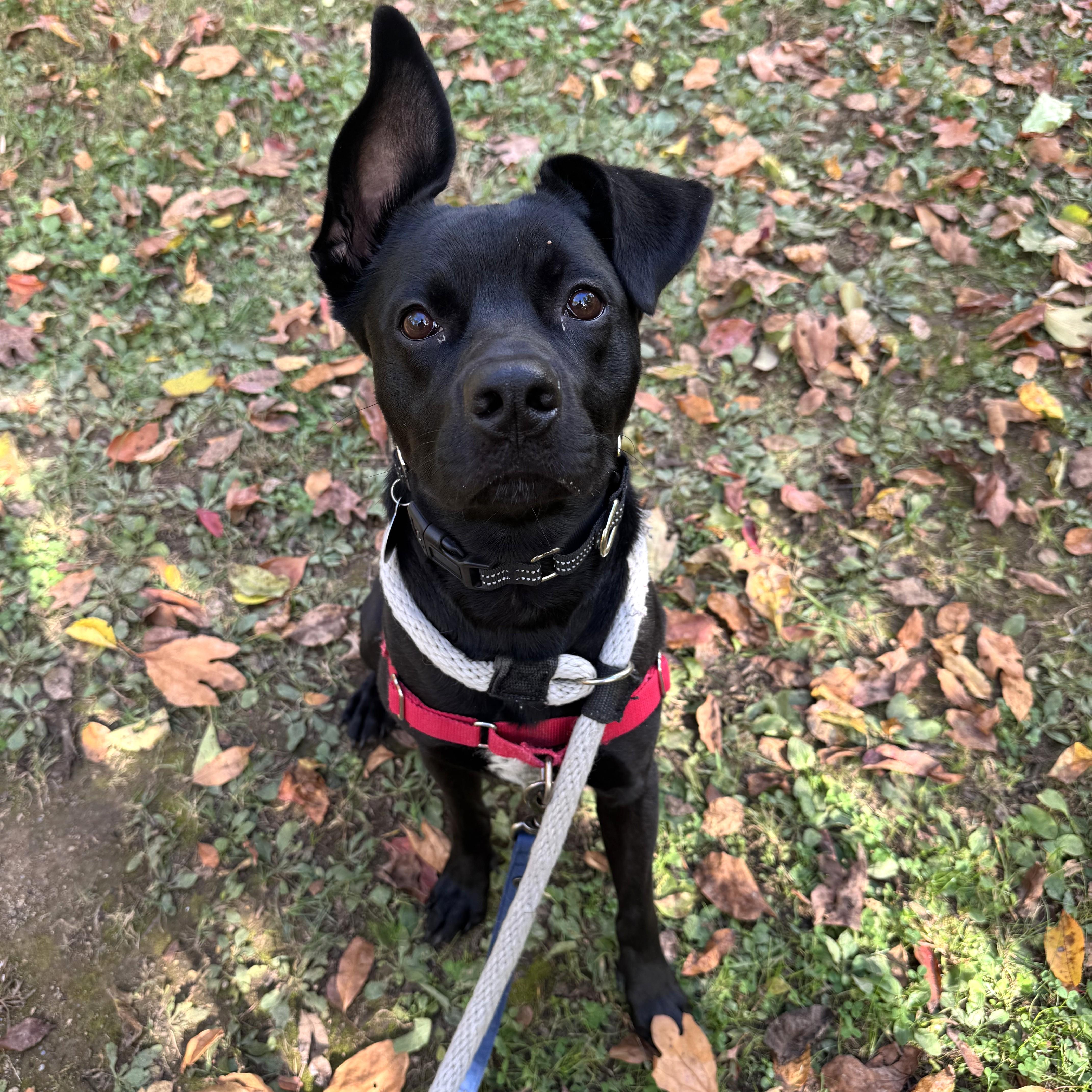 Reggie, an adoptable mixed breed in Phoenixville, PA image 2/6