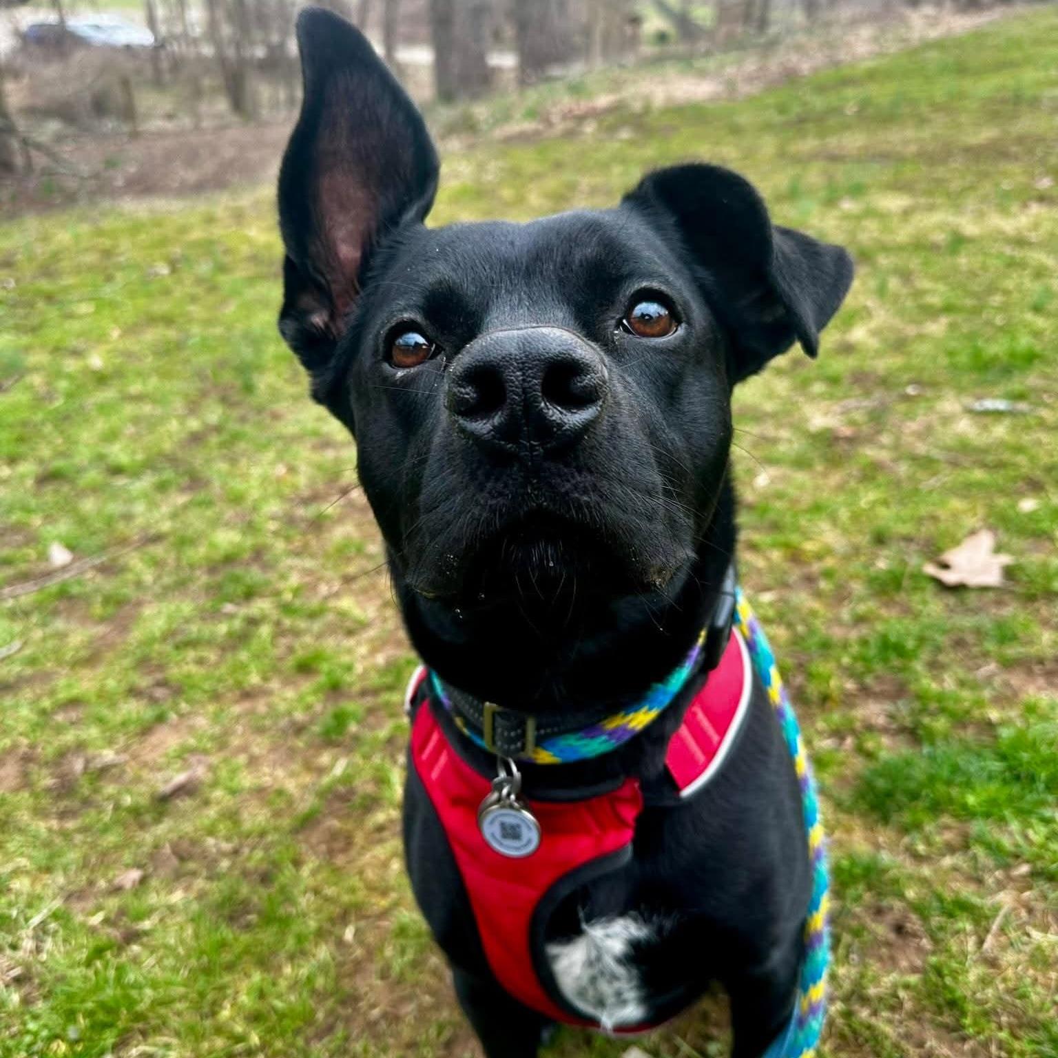 Reggie, adoptable, Adult Male Labrador Retriever.