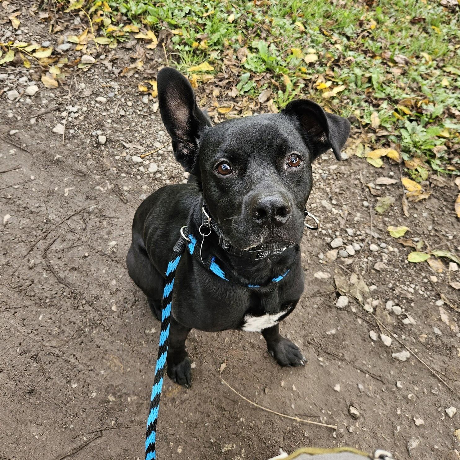 Reggie, an adoptable mixed breed in Phoenixville, PA image 6/6