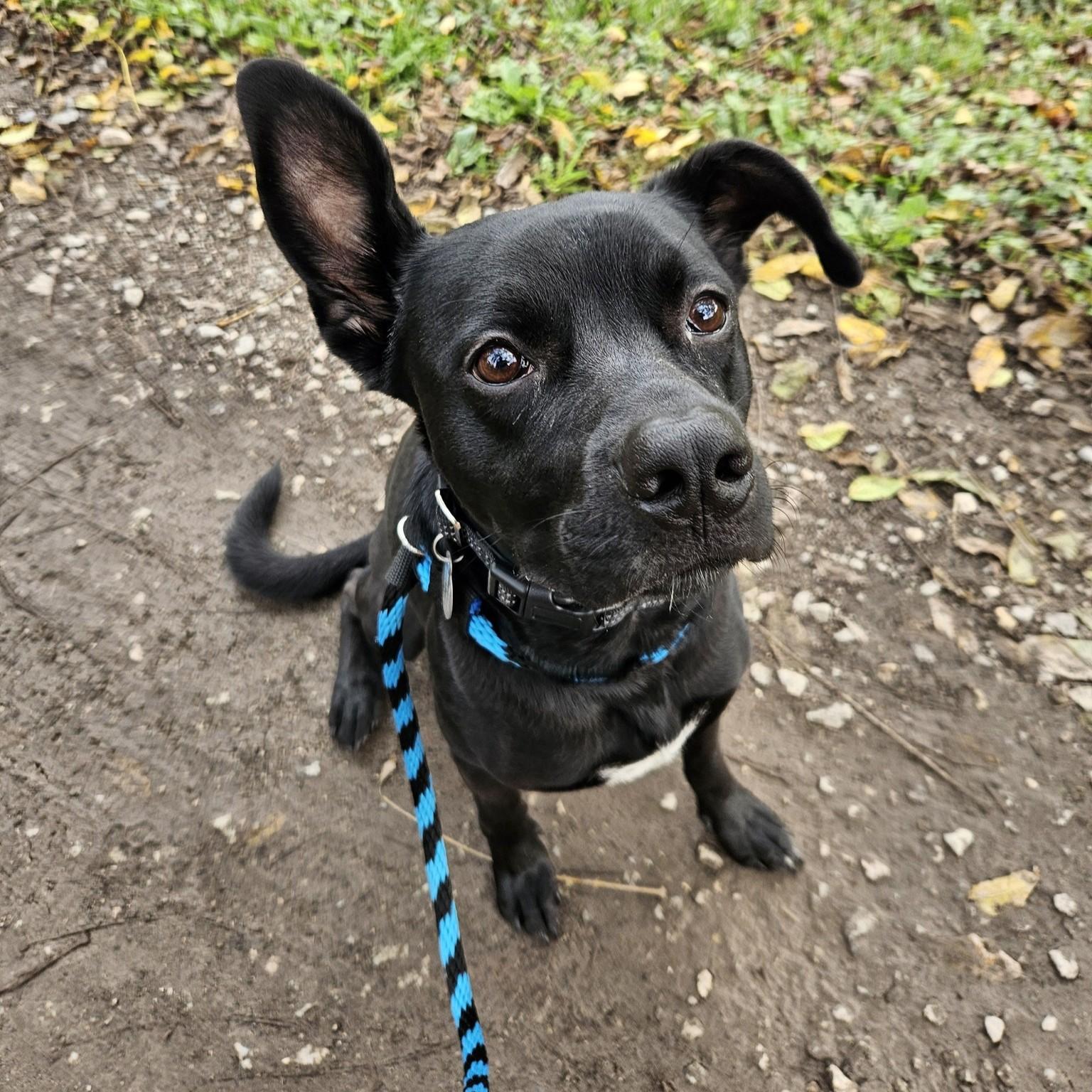 Reggie, an adoptable mixed breed in Phoenixville, PA image 5/6