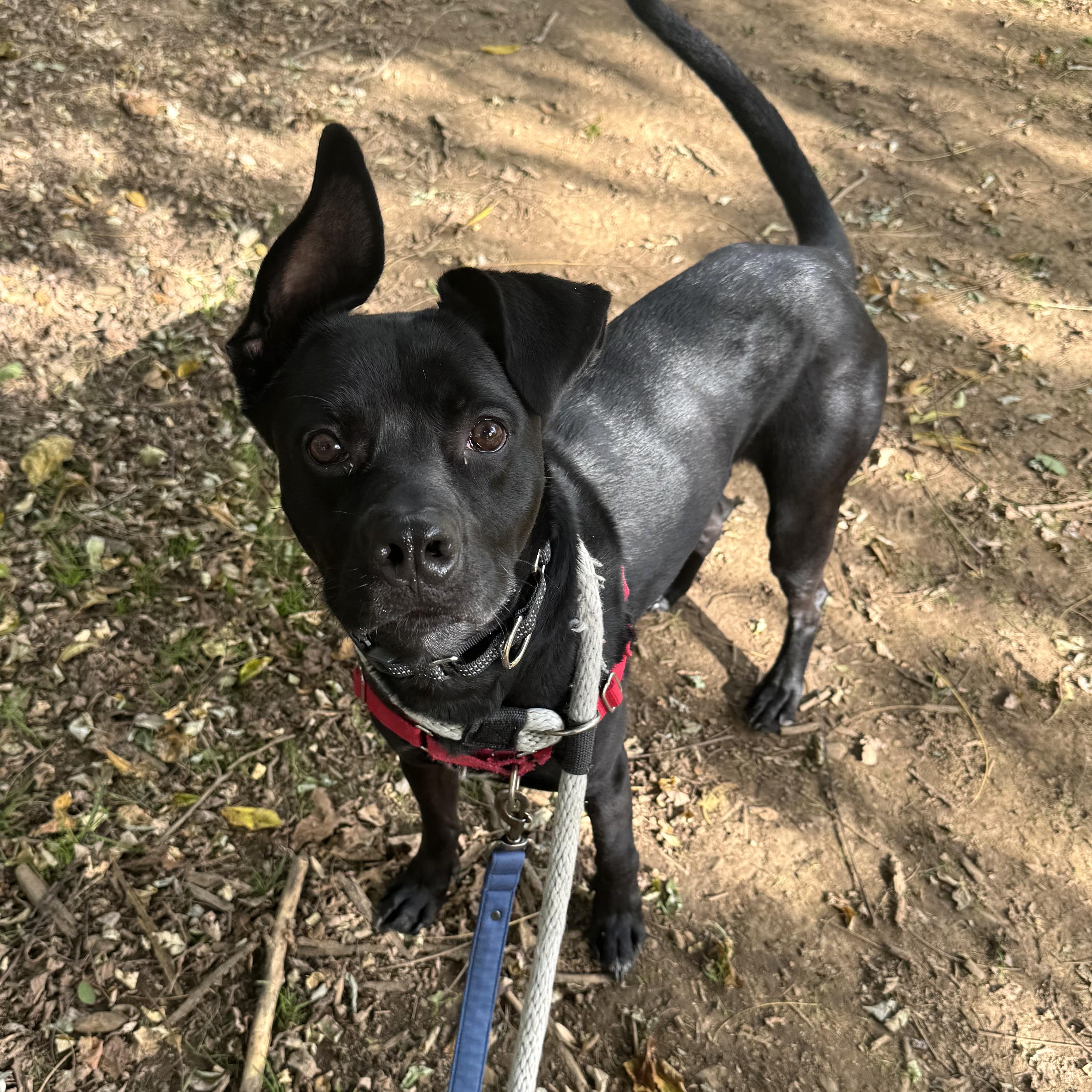 Reggie, an adoptable mixed breed in Phoenixville, PA image 4/6