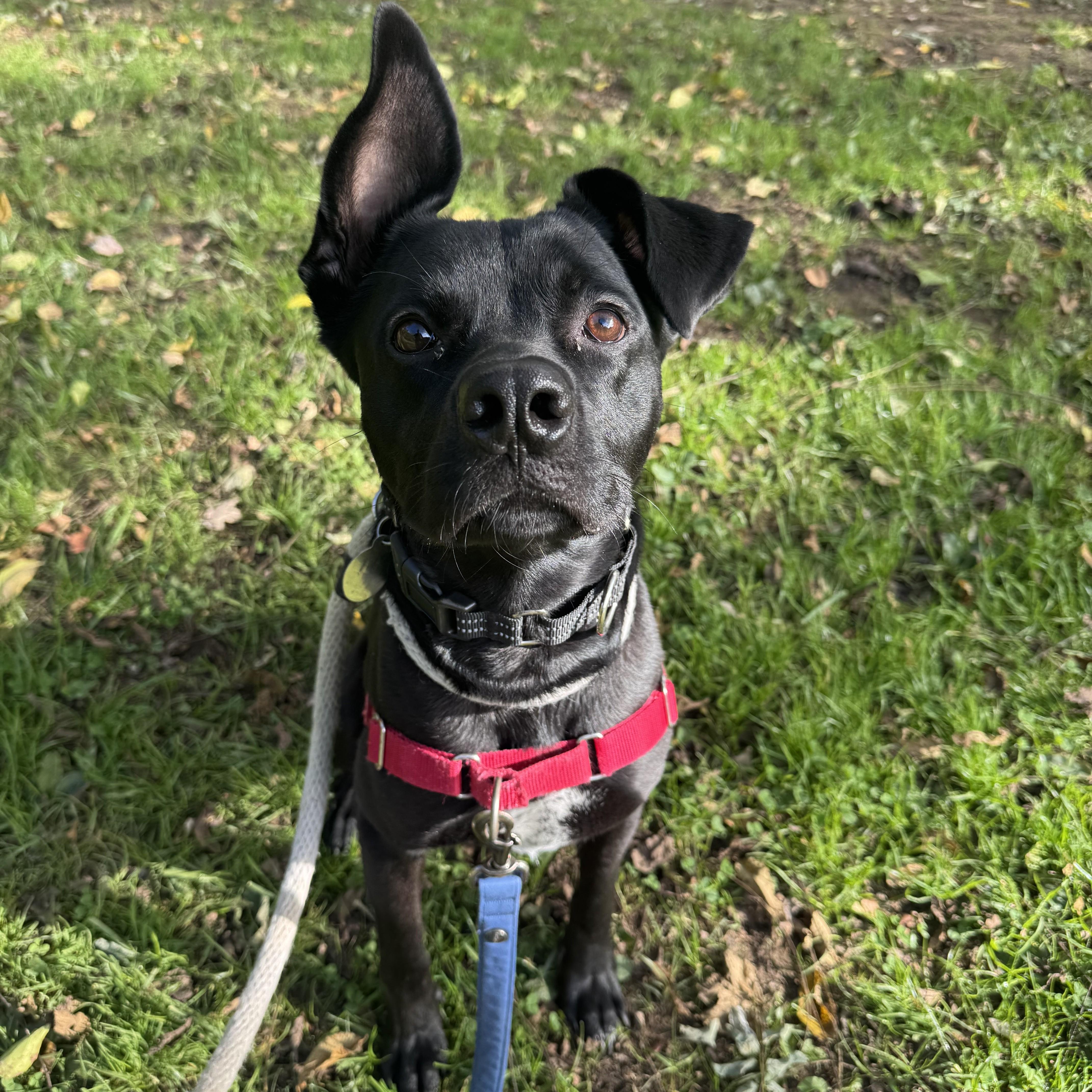 Reggie, an adoptable mixed breed in Phoenixville, PA image 3/6