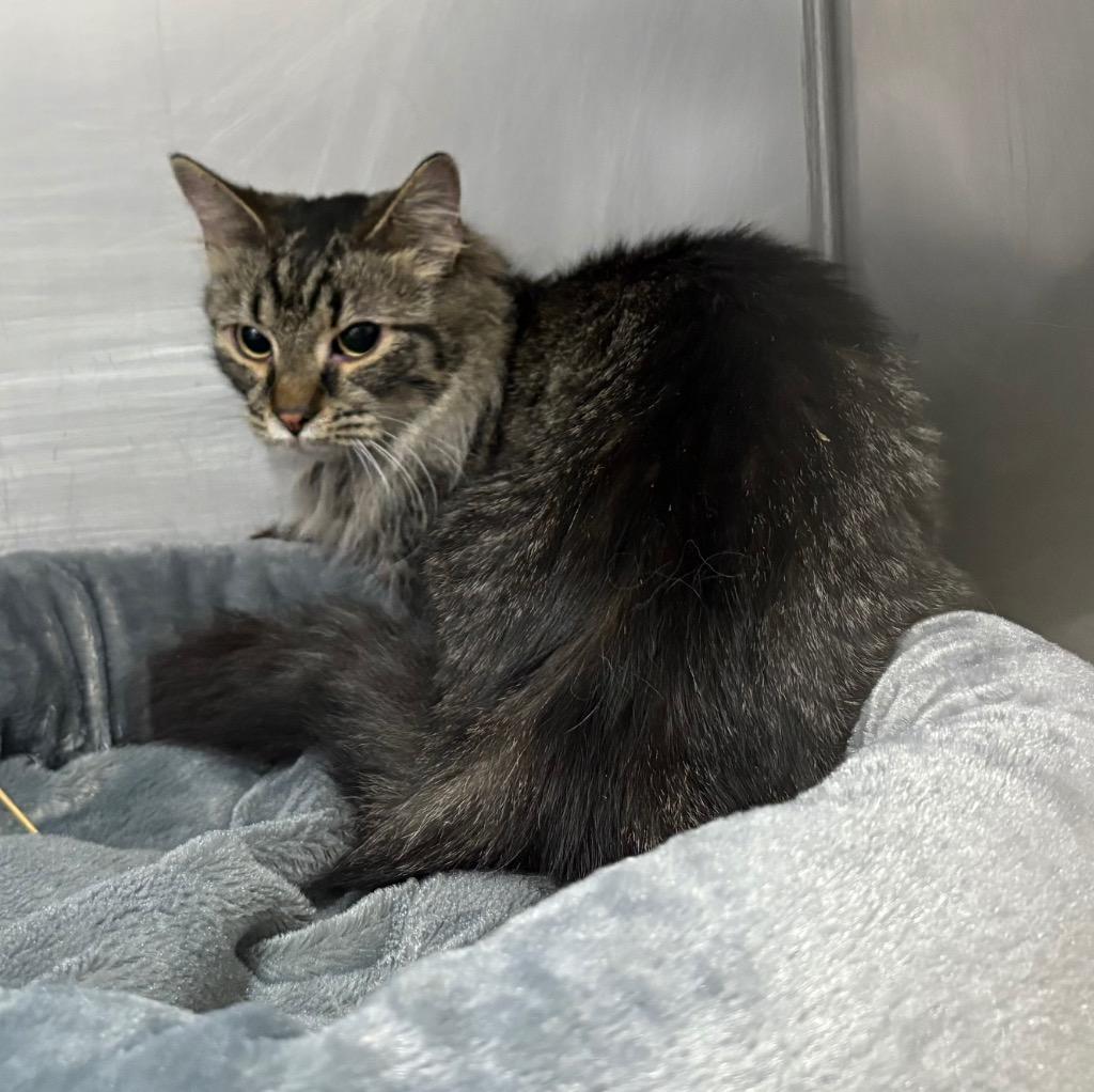 Brie, Adoptable, Young Female Domestic Medium Hair.