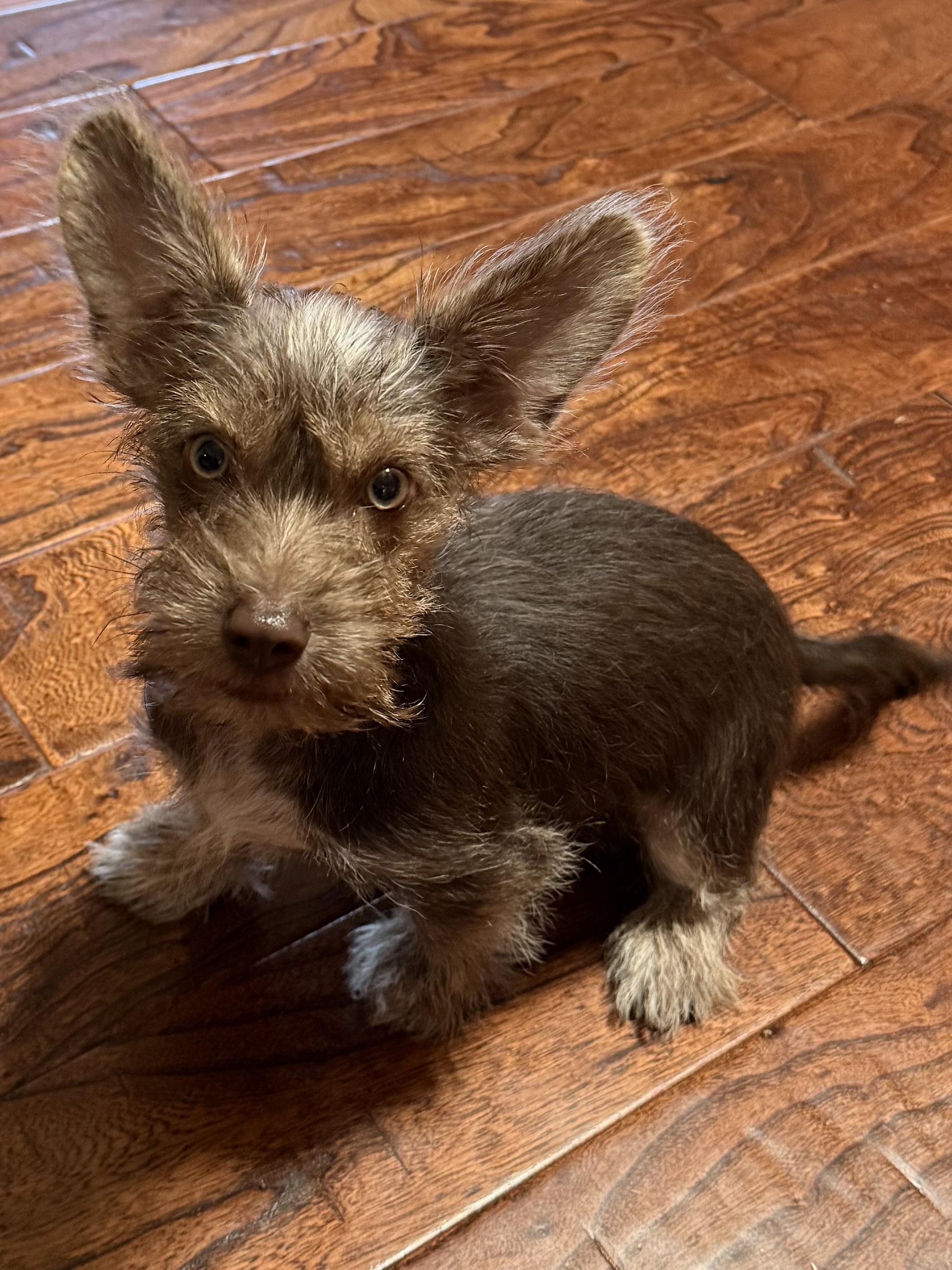 Enlarge Conway, an adopted mixed breed in Oklahoma City, OK image 3/3